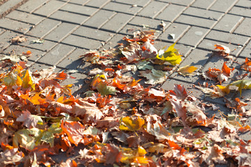 Colorful fallen leaves on a sidewalk in warm Autumn day.