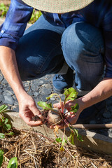 Au potager - récolte de légumes - betterave