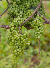 Green Grapes on the vine waiting for the harvest