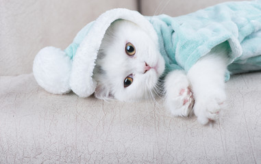 kitten in a british long hair cat