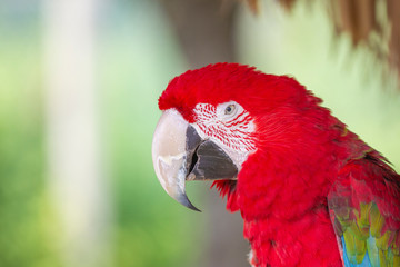 Red Macaw portrait in Bermuda Zoo