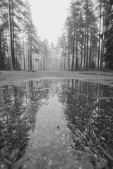 Fairytale Forest Finland. Foggy forest near Helsinki