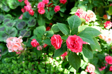 red flowers in the garden