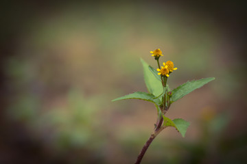 Beautiful flower with leaves 