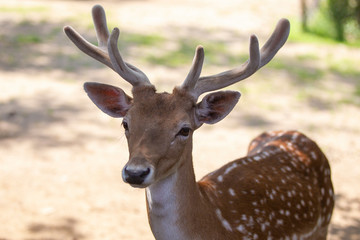 Red Deer Bucks in Velvet in Captive Enviornment