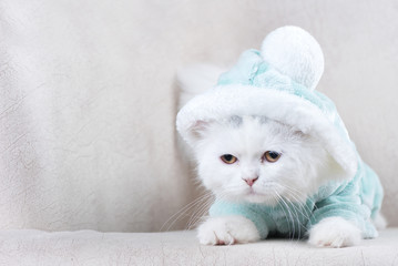 kitten in christmas clothes