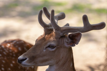 Red Deer Bucks in Velvet in Captive Enviornment