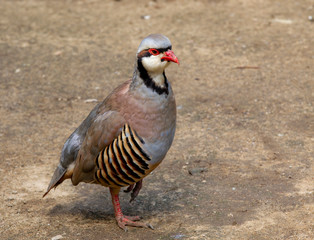 Chuckar Partridge resting in the shade