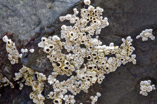 Barnacles on rocks at Low Tide