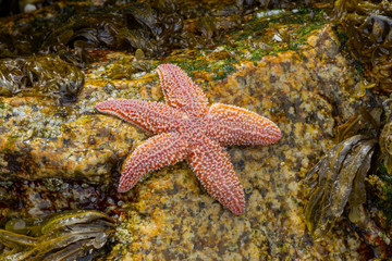 Starfish on rocks at Low Tide
