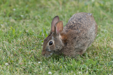 Eastern Cotton Tail Rabbit eating grass