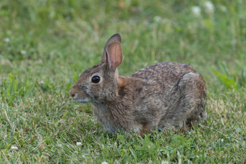 Eastern Cotton Tail Rabbit eating grass