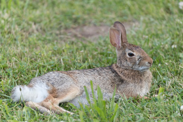 Fototapeta premium Eastern Cotton Tail Rabbit eating grass