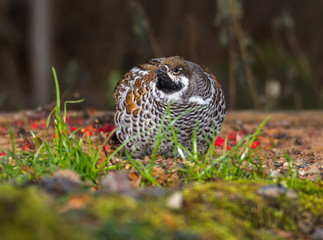 Grouse