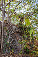 Ruins of Yashwantgad Fort. Old walls covered by trees, Redi, Maharashtra