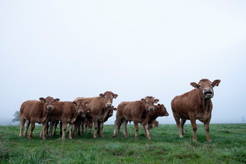Fototapeta na wymiar brown limousin cows in misty meadow on early morning in the countryside