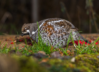 Grouse