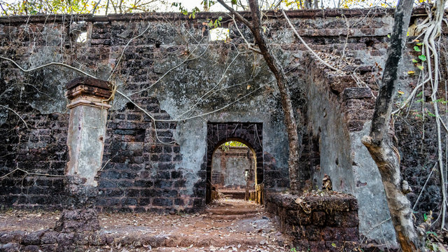 Ruins of Yashwantgad Fort. Old walls covered by trees, Redi, Maharashtra