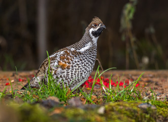 Grouse