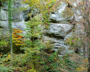 autumn leaves and rocks in forest near echternach and mullertal trail in luxembourg
