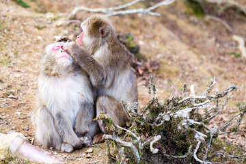 2016年12月, 日本, 京都