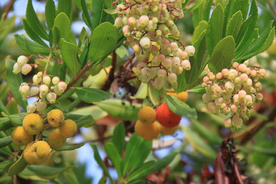 รูปภาพArbouse – เลือกดูภาพถ่ายสต็อก เวกเตอร์ และวิดีโอ169 | Adobe Stock