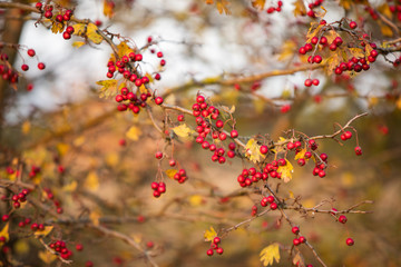 Jarząb pospolity, czerwona jarzębina © andsko