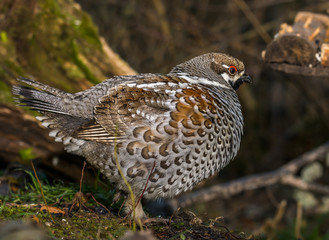 Grouse