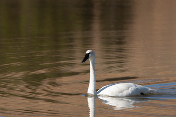 Trumpeter Swan on Swan Lake in Yellowstone National park