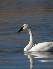 Obraz premium Trumpeter Swan on Swan Lake in Yellowstone National park