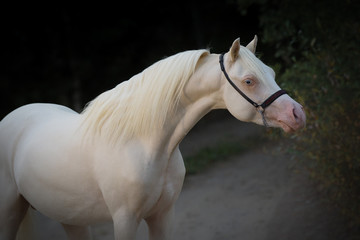 Portrait of a beautiful white horse with long mane on a dark evening background