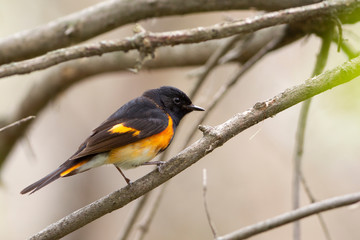 American Redstart Warble in a Ohio Marsh