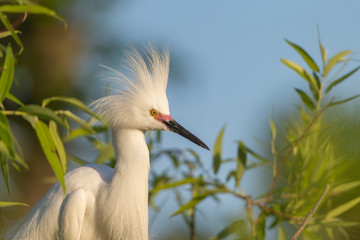 Snowy Egret with feathers crested during Mating Season