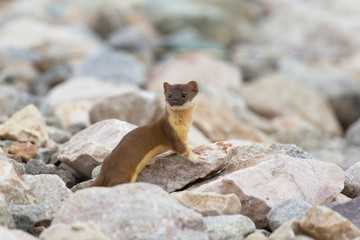 Long-tailed weasel at Bear River Bird Sanctuary