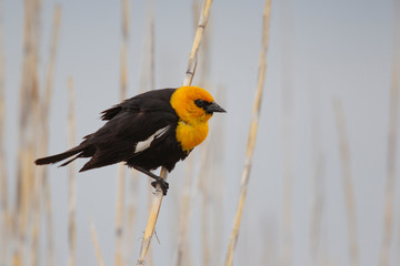 Yellow-headed Blackbird at Bear River Bird Sanctuary