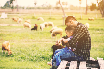 father and son in sheep farm; Farmers take care and feed the animals on the farm.sheep and goat in countryside farm