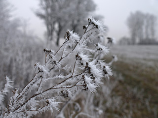 Weather after ice snowstorm. Plants in fields with frozen ice crystals. Grass in hoarfrost. A cold...