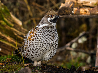 Grouse