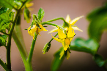 Beautiful yellow flowers with leaves 