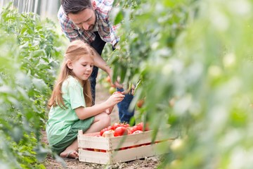 Father picking organic tomatoes with daughter in greenhouse