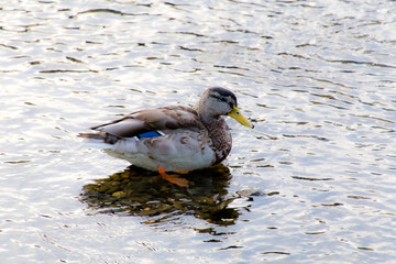 2015年9月, 日本, 京都, 鴨川