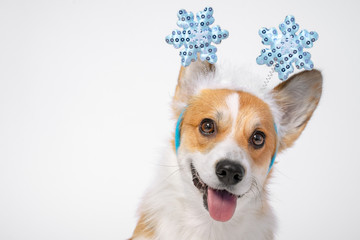 Close up portrait of funny cute red and white corgi wearing funny Christmas rim on the head, with...