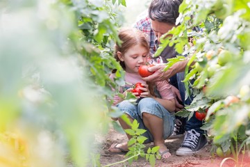 Father and his daughter picking and smelling tomatoes in greenhouse