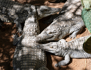 Fototapeta na wymiar Crocodiles resting in the sun in animal shelter Gran Canaria, Spain