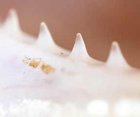 Teeth in the mouth of a fishT