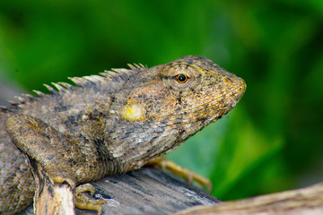 Focus on the chameleon eye 