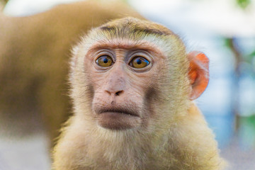 The Macaque Monkeys of Monkey Hill, Phuket.