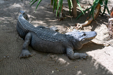 Crocodiles resting in the sun in animal shelter Gran Canaria, Spain