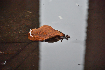 brown fallen autumn leaf on water surface in a pool in the street