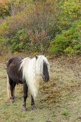 Beautiful Wild Pony of Virginia's Grayson Highlands State Park